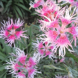 NEW! Organic 'Rainbow Loveliness' Dianthus