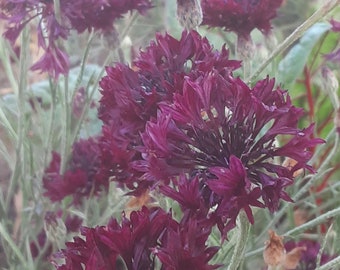 Organic 'Garnet Boy' Bachelor Button