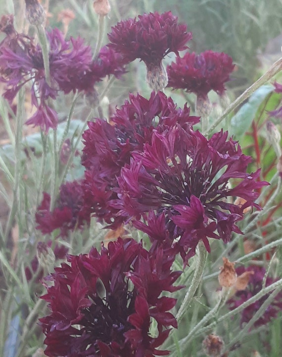 Organic 'Garnet Boy' Bachelor Button