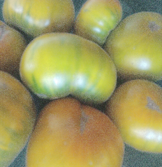 Organic 'Malachite Box' Tomato