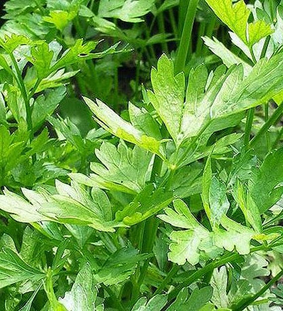 NEW! Organic Cutting Celery