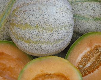 Organic Mountain Honey Melon