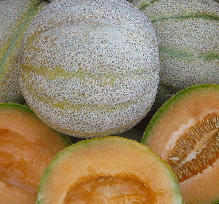 Snow Mass Melon Honeydew Seeds