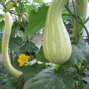 Organic Trombetta Squash
