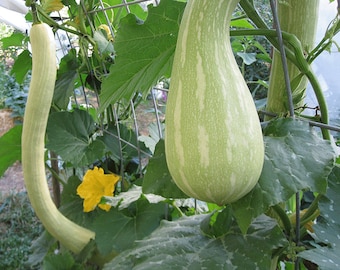 Organic Trombetta Squash