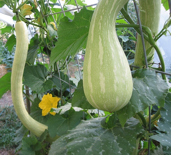 Organic Trombetta Squash