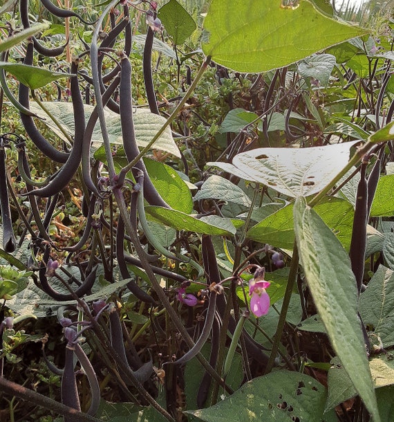 Organic 'Velour' Haricot Vert Filet Bean