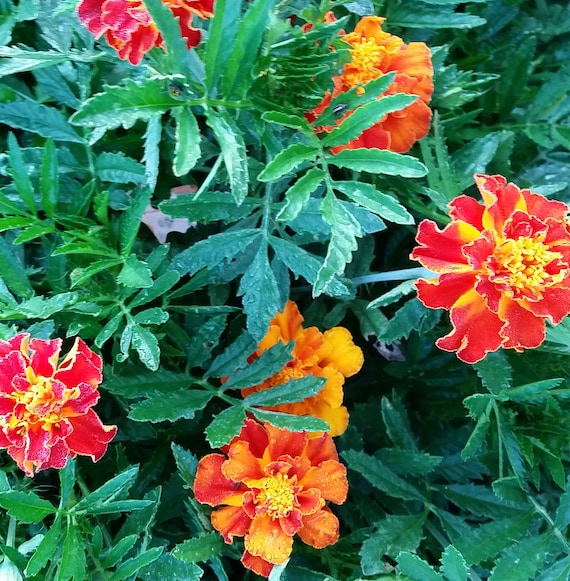 Organic Marigold 'Brocade'