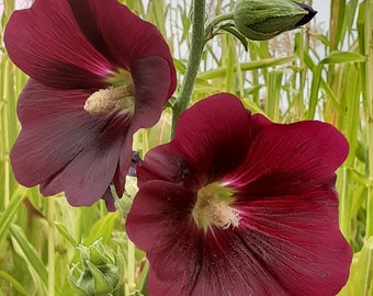 NEW! Organic 'Outhouse' Hollyhock