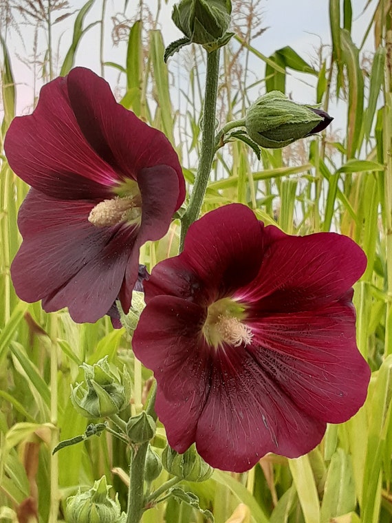 Organic 'Outhouse' Hollyhock