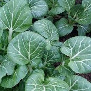 NEW! Organic &#39;Prize Choy&#39; Bok Choy