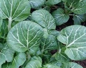 Organic 'Prize Choy' Bok Choy