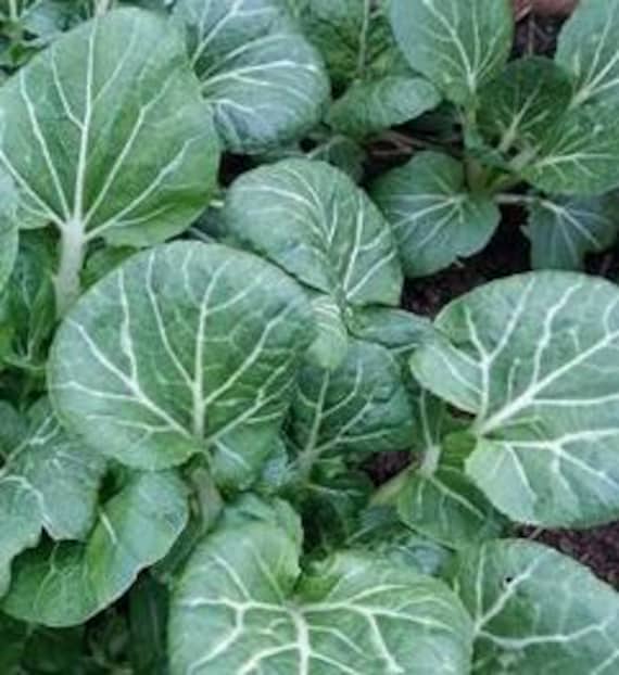 NEW! Organic 'Prize Choy' Bok Choy
