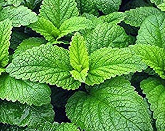 Lemon Balm Herb Herloom Seeds - Etsy