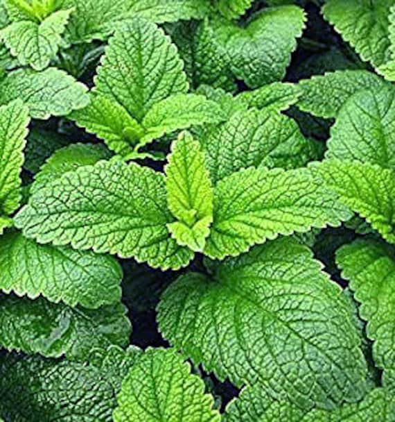 Organic Lemon Balm