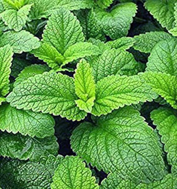 Organic Lemon Balm