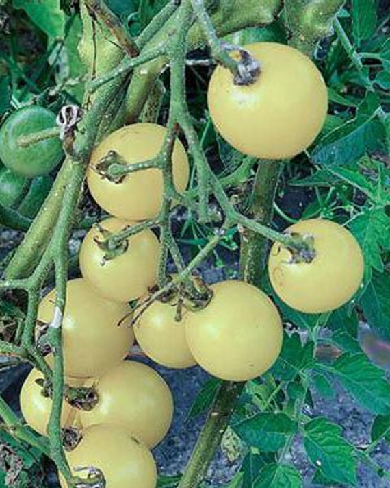 NEW! Organic White Cherry Tomato