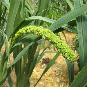 Organic Limelight Millet