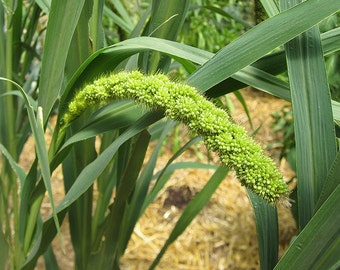 Organic Limelight Millet