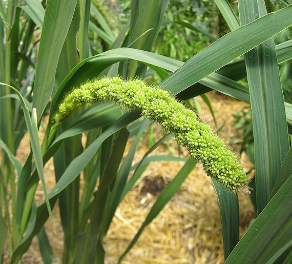 Organic Limelight Millet