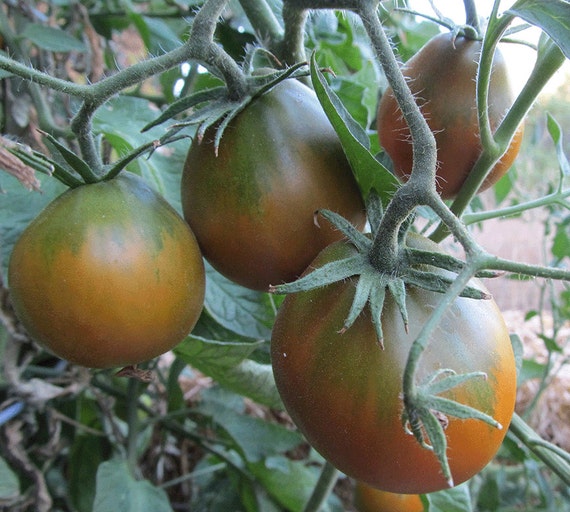 Organic Japanese Black Trifele Tomato
