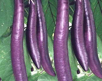 Organic Chinese String Eggplant