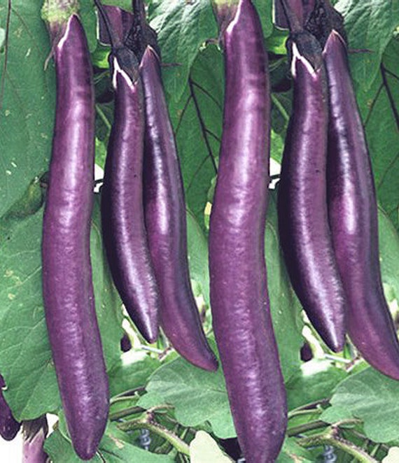 Organic Chinese String Eggplant