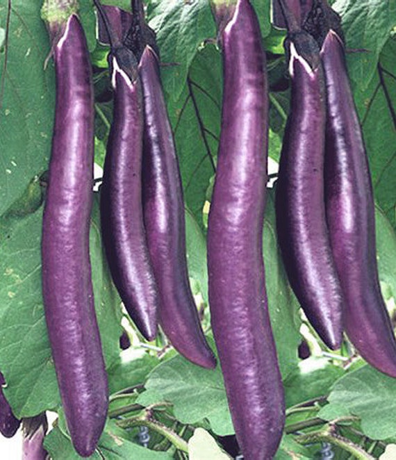 Scarlet Chinese Eggplant Seeds, This Sunday, I took the Sca…