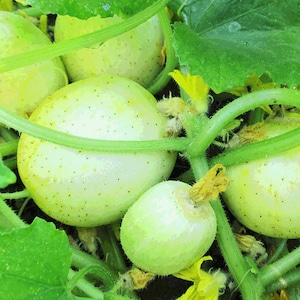 Organic Lemon Cucumber