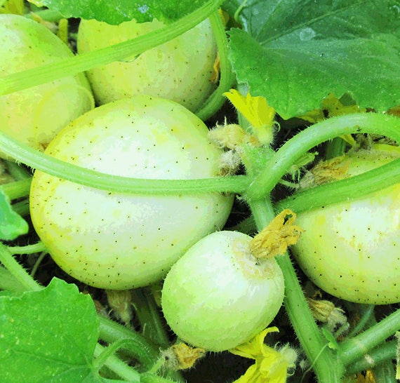 Organic Lemon Cucumber