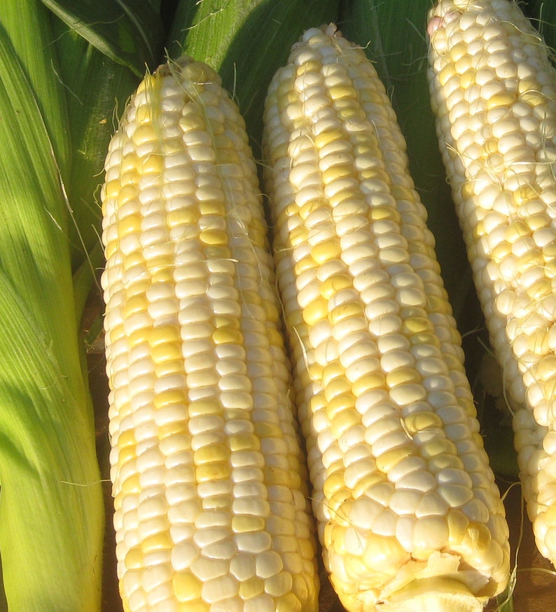 Open Circle Seeds Who Gets Kissed Sweet Corn