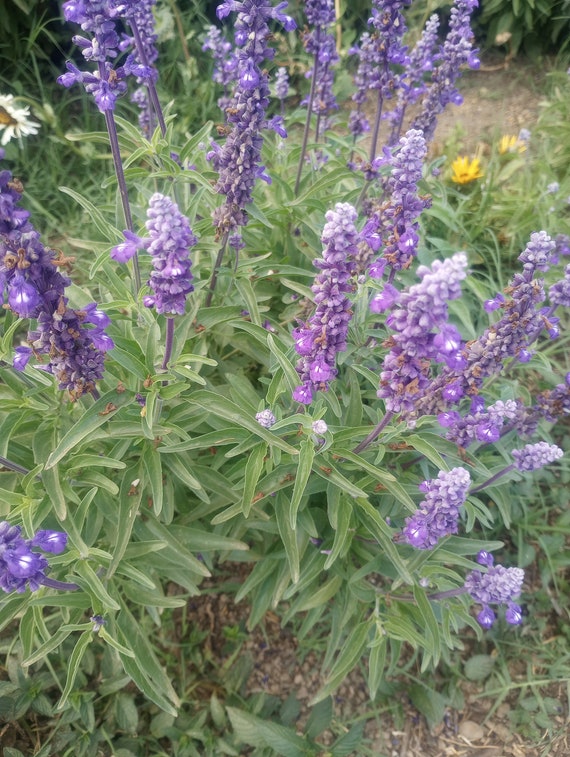 NEW! Organic Salvia 'Evolution Violet'