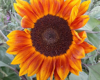 Organic 'Evening Sun' Sunflower