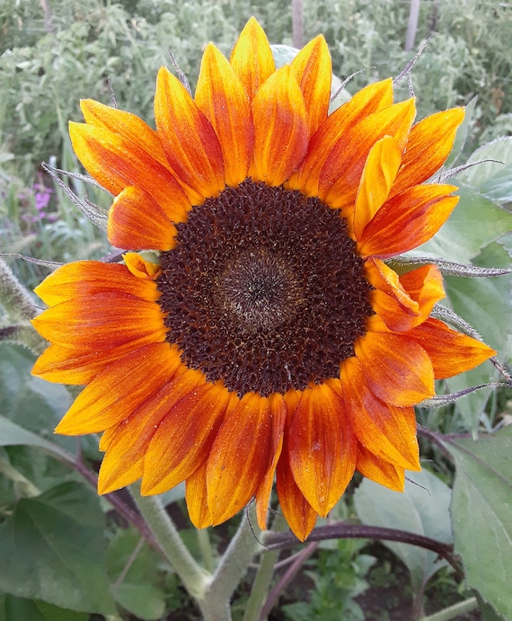 Organic 'Evening Sun' Sunflower