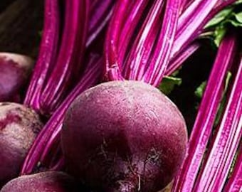 Organic Shiraz Beet Seeds
