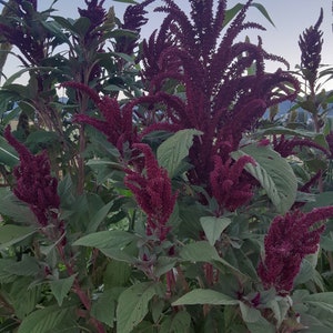 May include: A close-up of a cluster of amaranth plants with deep red flowers. The plants have green leaves and are growing in a garden.