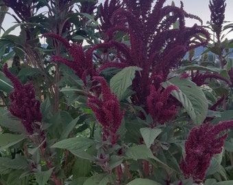 Organic Opopeo Amaranth