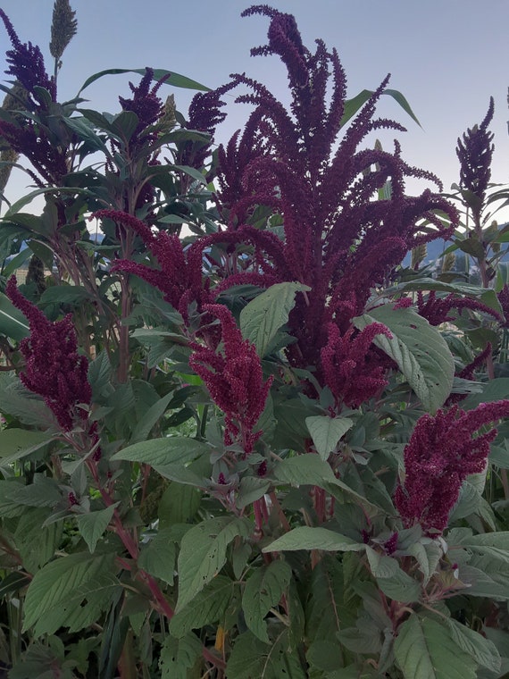 Organic Opopeo Amaranth