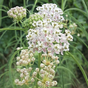 May include: A close-up of a cluster of white and pink flowers with green stems and leaves. The flowers are in bloom and have a delicate, feathery appearance.