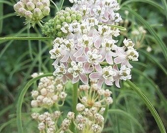 Organic Narrowleaf Milkweed