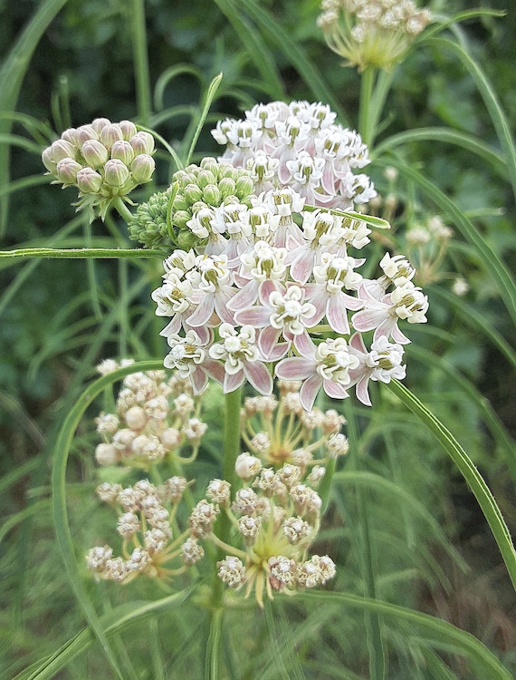 Organic Narrowleaf Milkweed