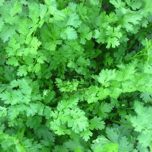 Organic Cilantro &#39;Calypso&#39;