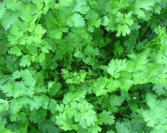 Organic Cilantro 'Calypso'