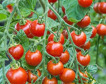 Organic Sweetie Cherry Tomato