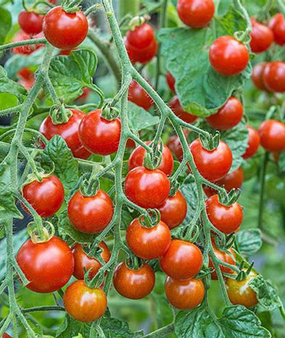 Organic Sweetie Cherry Tomato