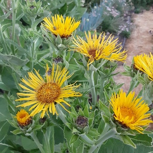 Organic Elecampane