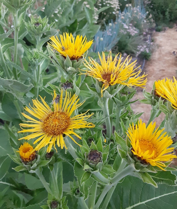 NEW! Organic Elecampane