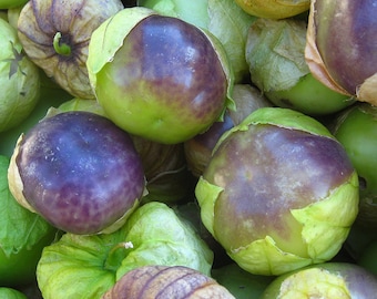 Organic Purple Blush Tomatillo