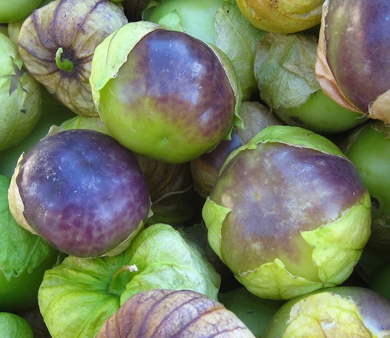 Organic Purple Blush Tomatillo