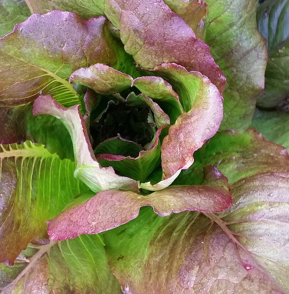 Organic Majestic Red Romaine Lettuce